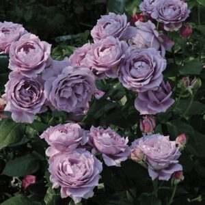 NOVALIS plika šaknis