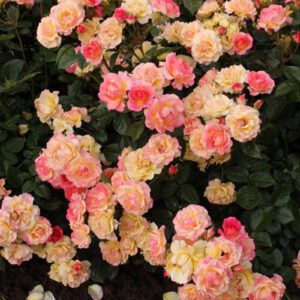 Naujiena Dekora plika šaknis