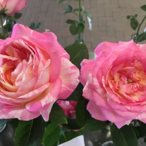 Never Ending Story kvapni plika šaknis