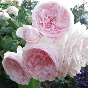 OLIVIA ROSE (AUSMIXTURE) vazone