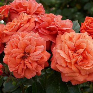 ORANGERIE plika šaknis