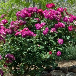 Outta The Blue plika šaknis.   Tinka pradedantiesiems