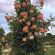 PEACH MELBA (KORMELPEA)  vazone