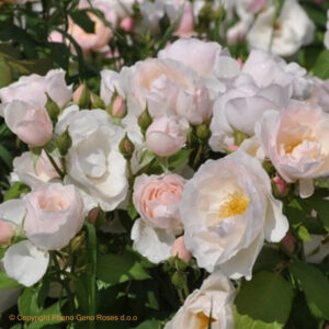 PEAR  valgoma rožė vazone