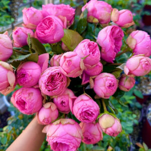 PINK PIANO plika šaknis