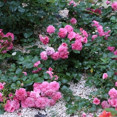 PINK SWANY plika šaknis