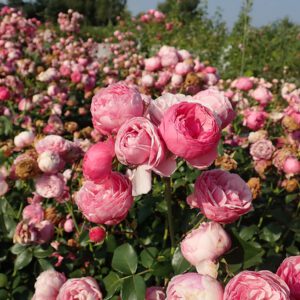 POMPONELLA (KORPOMPAN) vazone