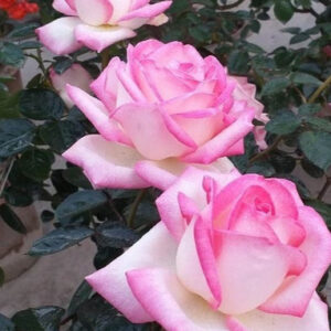 PRINCESSE DE MONACO vazone