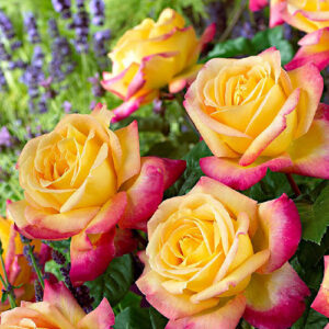 PULLMAN ORIENT EXPRESS vazone