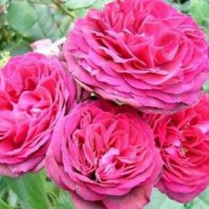 Pink Muschimara plika šaknis