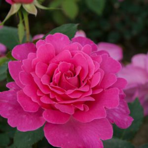 Pink Peace  kvepianti plika šaknis labai kvapni