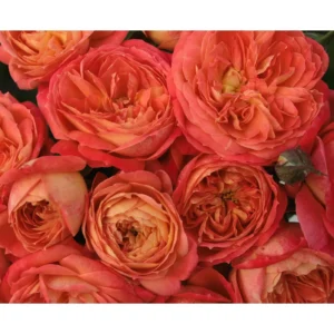 Queen of hearts plika šaknis