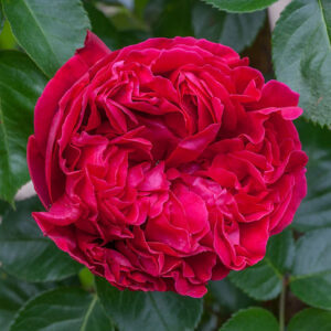 RED EDEN ROSE kvepianti vazone