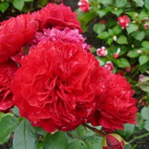 RED LEONARDO DA VINCI (MEIANGELE) vazone