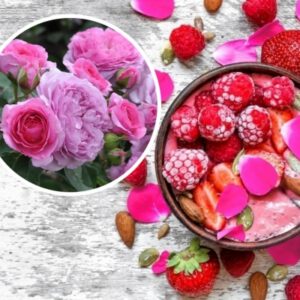 RENE VAN WEDBERG/ MILEVA FRAYLA plika šaknis