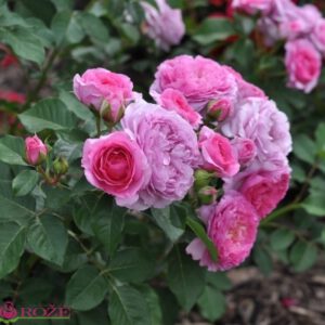 RENE VAN WEDBERG Valgoma  vazone