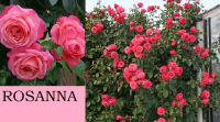 ROSANNA
