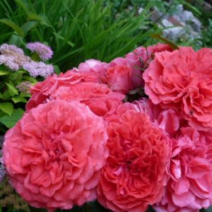 ROSARIUM UETERSEN vijoklinis plika šaknis