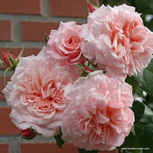 ROSE DE TOLBIAC  vazone