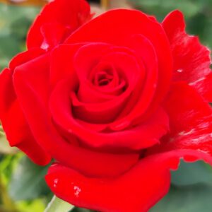 ROŽĖ STAMBIAŽIEDĖ RED vazone