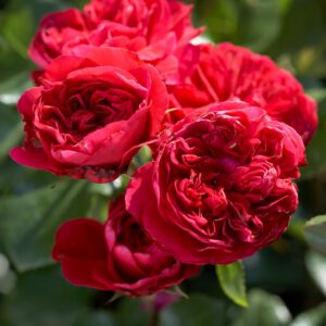 Red leonardo plika šaknis