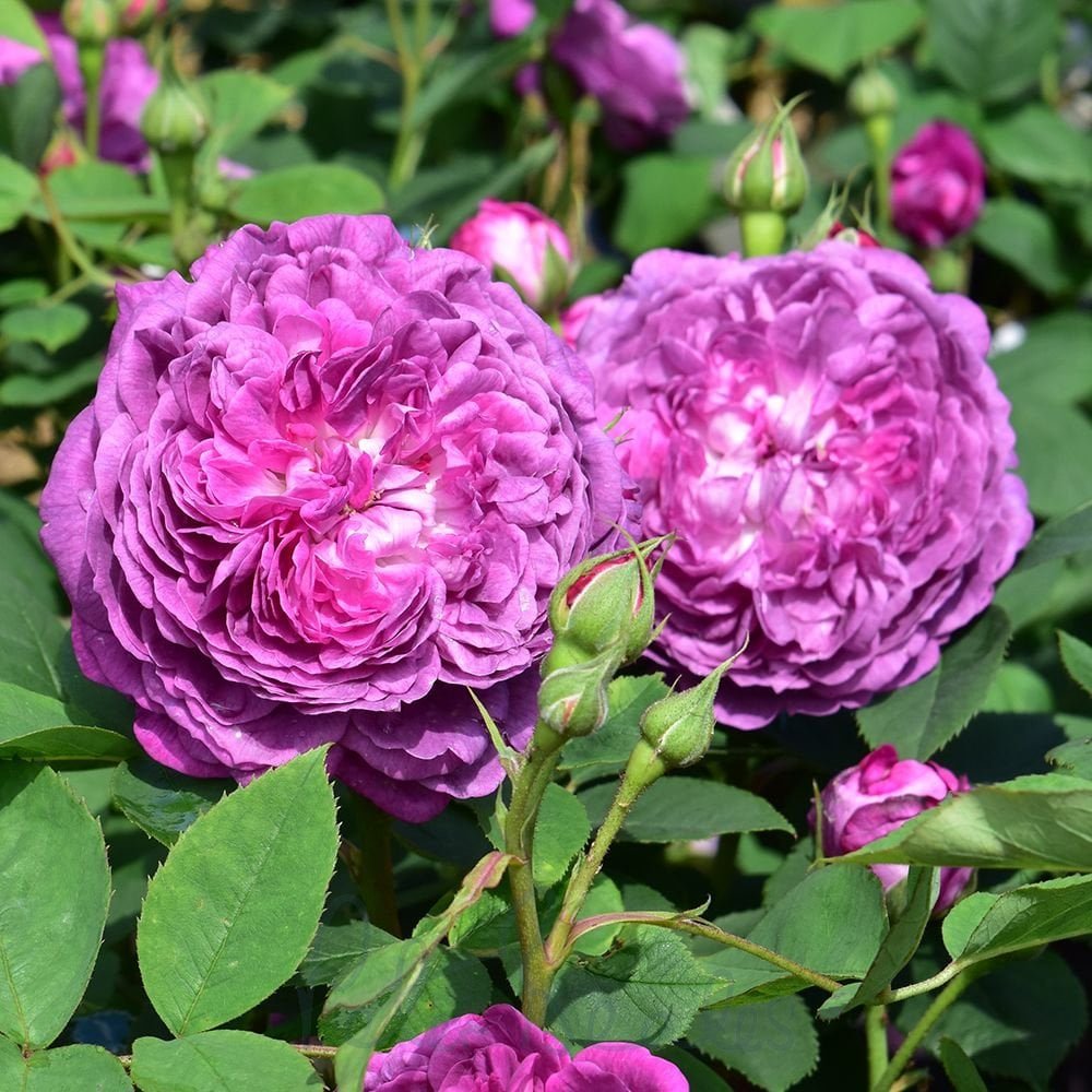 Reine des violettes kvapni plika šaknis