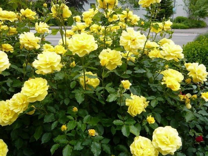 Rose Park Yellow plika šaknis