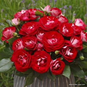 Rose der Einheit plika šaknis