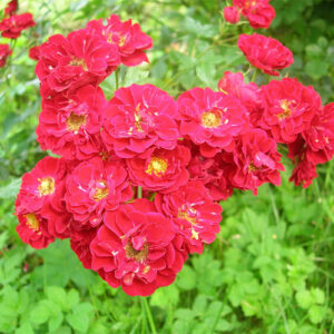 Rožė - Rosa Red fairy vazone