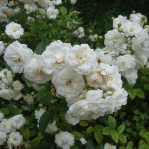 SCHNEEWITTCHEN plika šaknis.   Tinka pradedantiesiems