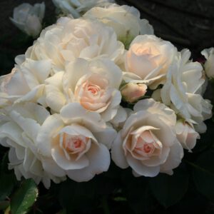 SIRIUS plika šaknis