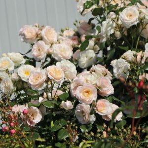 SIRIUS plika šaknis