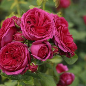 SOPHIE LUISE kvepianti plika šaknis