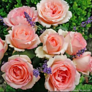 SOUVENIR DE BADEN-BADEN