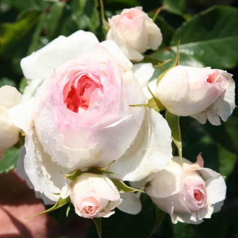 STEPHANIE BARONIN ZU GUTTENBERG ROSE vazone
