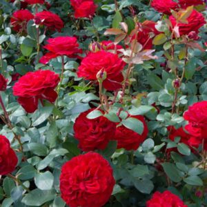 STORTEBEKER plika šaknis