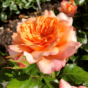 Samaritan plika šaknis