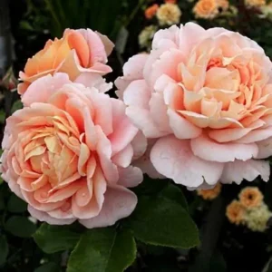 Sangerhäuser Jubiläumsrose plika šaknis