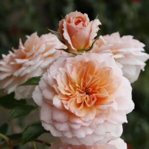 Schloss eutin plika šaknis