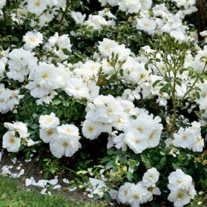 Schneeflocke plika šaknis