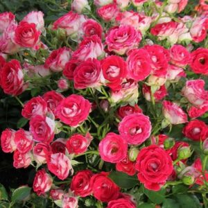 Schone Koblenzerin plika šaknis