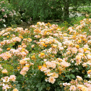 Sedana plika šaknis