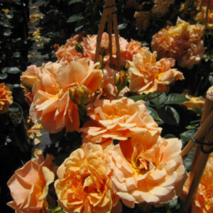 Skyline kvepianti plika šaknis