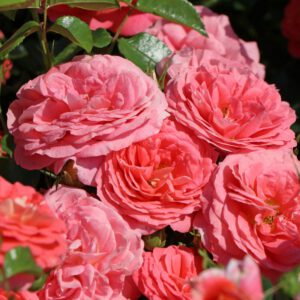 Sommersonne plika šaknis