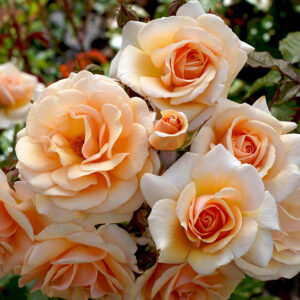 Sweet Honey plika šaknis