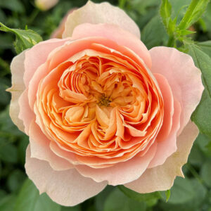 THE LION'S ROSE NAUJIENA vazone