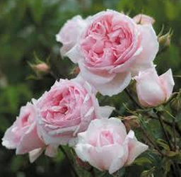 THE WEDGWOOD ROSE