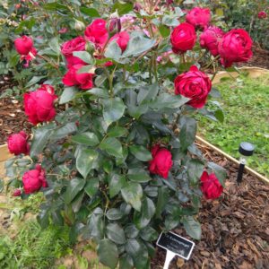 TILL EULENSPIEGEL plika šaknis