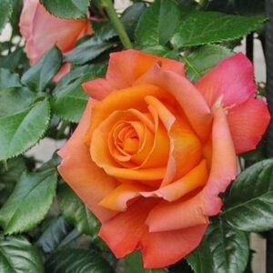 TROIKA kvepianti plika šaknis