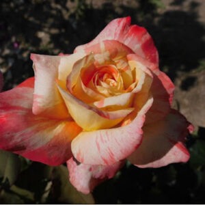 TROPICAL SUNSET (MACTAURANG) vazone